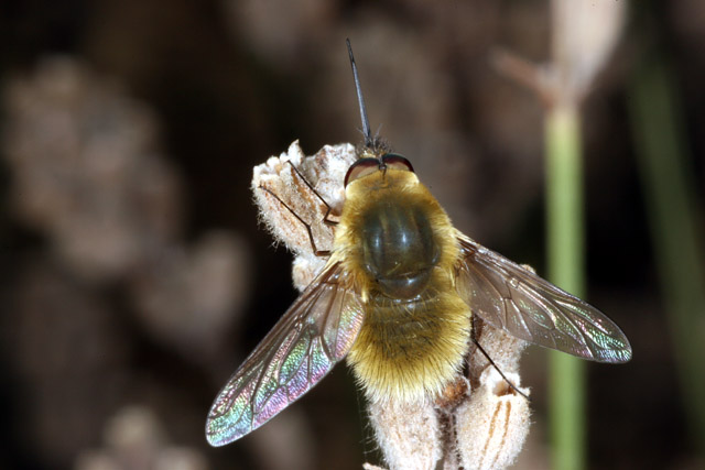 Bombylius minor - Copyright Denis Bourgeois